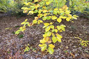 Autumn Beech Tree Prints: Branch of a beech tree in autumn