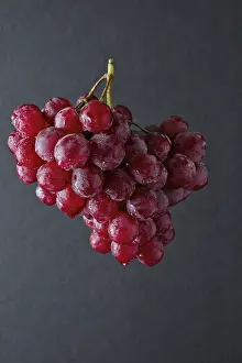 Vineyard Scene Prints: Branch of big red grape