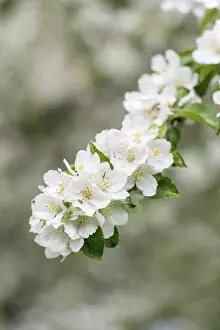 Central Europe Fruit Growing Prints: Branch of a blossoming apple tree