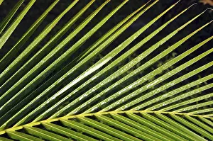Tropical Rainforest Leaves Prints: Branch of a palm tree