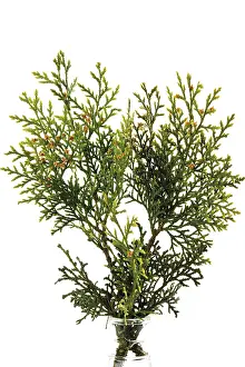 Cupressaceae Family Tree Prints: Branch of a Thuja tree
