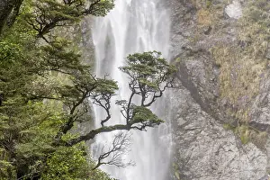 Canterbury Region Landscape Prints: Branch of a tree in front of waterfall