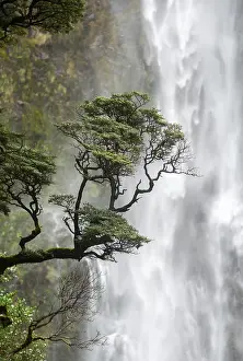 Uninhabited Countryside Landscape Photo Prints: Branch of a tree in front of waterfall