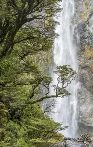 Canterbury Region Landscape Prints: Branch of a tree in front of waterfall