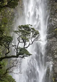 Devils Punchbowl Falls Landscape Prints: Branch of a tree in front of waterfall