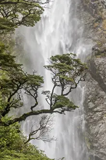 Canterbury Region Landscape Prints: Branch of a tree in front of waterfall