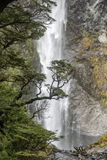 New Zealand Waterfall Photography Prints: Branch of a tree in front of waterfall