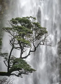 Uninhabited Countryside Scenery Photo Prints: Branch of a tree in front of waterfall