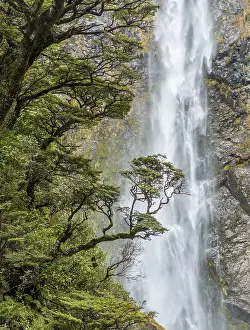 Canterbury Region Landscape Prints: Branch of a tree in front of waterfall
