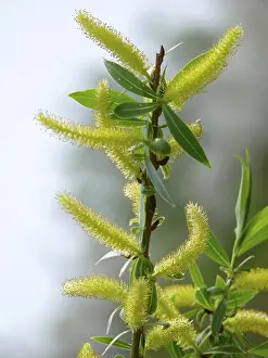 Deciduous Tree Prints: Branch with willow catkins in spring