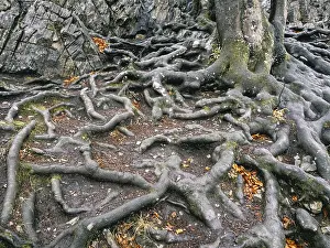 Deciduous Tree Roots Prints: Branched beech roots dig into the soil