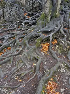 Sauerland Germany Prints: Branched beech roots dig into the soil