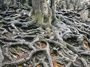 Sauerland Germany Prints: Branched beech roots dig into the soil
