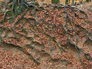 Deciduous Tree Roots Prints: Branched beech roots dig into the soil