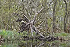 Nature Park Peenetal Prints: Branched root system of a fallen tree above water