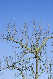 Apple Tree Branches Prints: Branches of an apple tree, blue sky