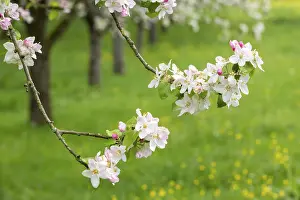 Fruit Blossom Photography Prints: Branches of a blossoming apple tree