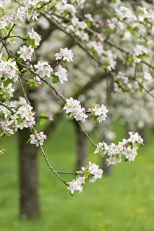 Fruit Blossom Photography Prints: Branches of a blossoming apple tree