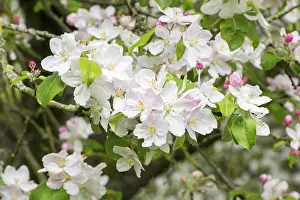 Fruit Growing In Germany Prints: Branches of a blossoming apple tree
