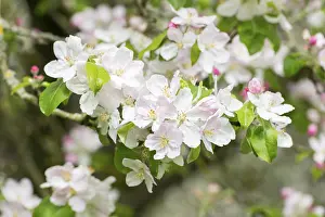 Springtime Fruit Blossoms Prints: Branches of a blossoming apple tree