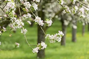 Springtime Fruit Blossoms Prints: Branches of a blossoming apple tree