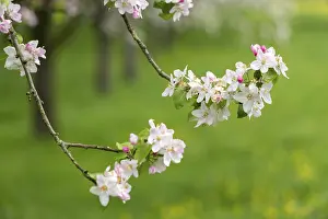 Fruit Blossom In Spring Prints: Branches of a blossoming apple tree