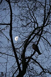 Deserted German Forest Prints: Branches with moon in the background