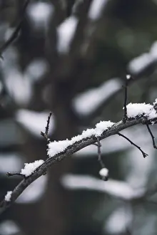 Austrian Countryside In Winter Prints: Branches with snow, winter, Ternitz