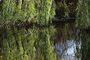 Water Body Reflections Prints: Branches of a willow are reflected in a lake