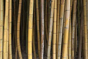 Botanical Garden Photography Prints: Brauner Bambus