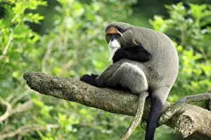 Central Africa Wildlife Prints: Brazzamere cat (Cercopithecus neglectus)