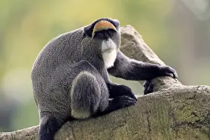 Tree Dwelling Monkeys Prints: Brazzamere cat (Cercopithecus neglectus)
