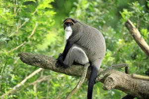 Alert Monkey Species Prints: Brazzamere cat (Cercopithecus neglectus)