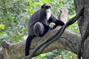 Central Africa Wildlife Prints: Brazzamere cat (Cercopithecus neglectus)
