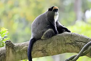 Tree Dwelling Monkey Prints: Brazzamere cat (Cercopithecus neglectus)