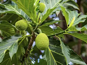 Artocarpus Altilis Prints: Breadfruit on the breadfruit tree (Artocarpus altilis)