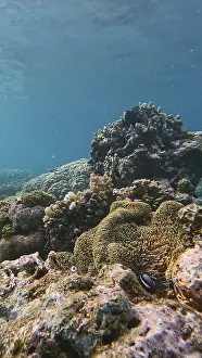 Underwater Coral Reef Prints: Breathtaking view