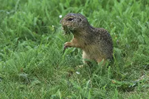 Austria Countryside Scenery Prints: Brick, Sciuridae, looking at grass in his tree