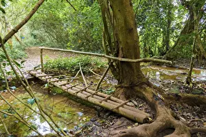 Rainforest Photography Prints: Bridge over a small stream, rainforest