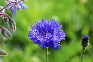 Blue Cornflower Prints: A bright blue cornflower (Centaurea cyanus)