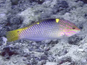 Framed Print : Iridescent Chessboard Wrasse Print Framed Print : Iridescent Chessboard Wrasse Print