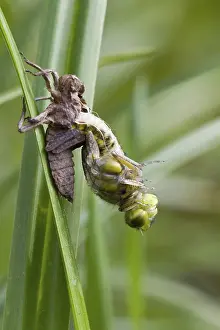 Desert Wildlife Prints: broad-bodied chaser