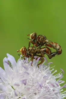 Images Dated 3rd June 2024: Broad-fronted Bladderhead Fly Print, Vertical Format