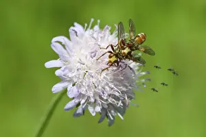 Images Dated 3rd June 2024: Broad-fronted Bladderhead Fly Print