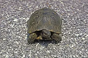 Vertebrate Species Prints: Broad-range turtle, Testudo marginata
