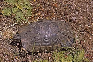Tortoise In Natural Habitat Prints: Broad-range turtle, Testudo marginata