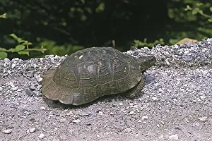 Tortoise In Natural Habitat Prints: Broad-range turtle, Testudo marginata