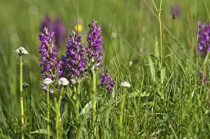 Alternative Medicine Prints: Broadleaf Fingerroot Print - Orchidaceae Plant