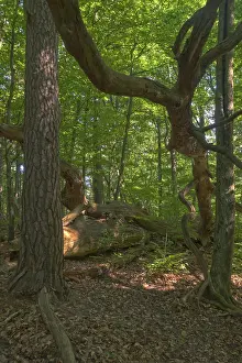 Nature Reserve Scenery Prints: Broadleaf, tree, trees, deadwood