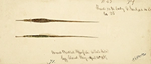 Marine Animal Illustration Prints: Broadnosed pipefish or deepnosed pipefish